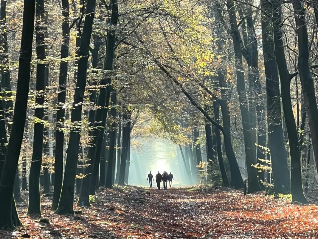 Groep in het bos. Community. Onderweg. De reis. Ontwikkeling.